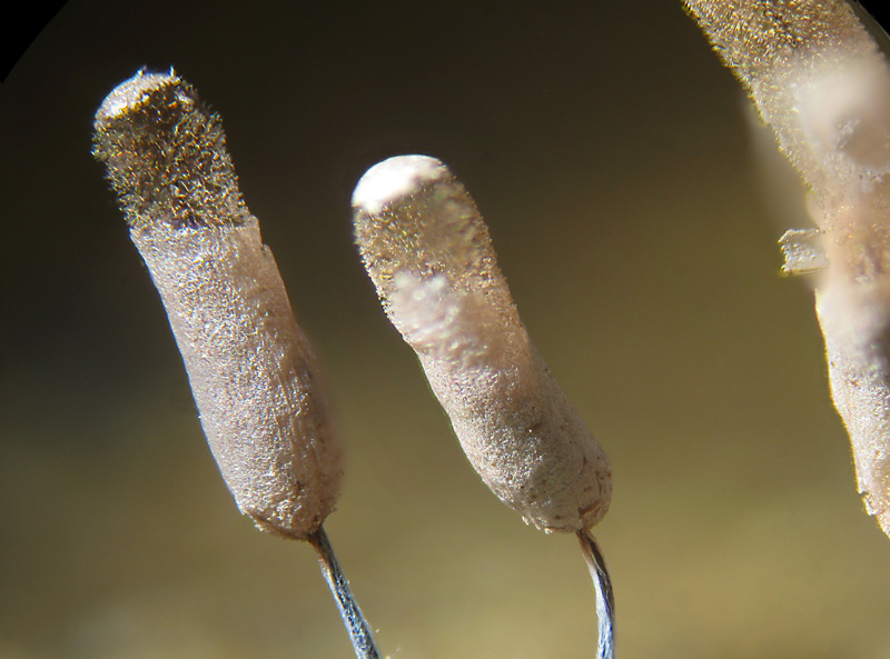 Stemonitopsis typhina